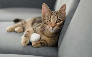 Cómo eliminar el olor a orina de gato de un sofá, métodos populares