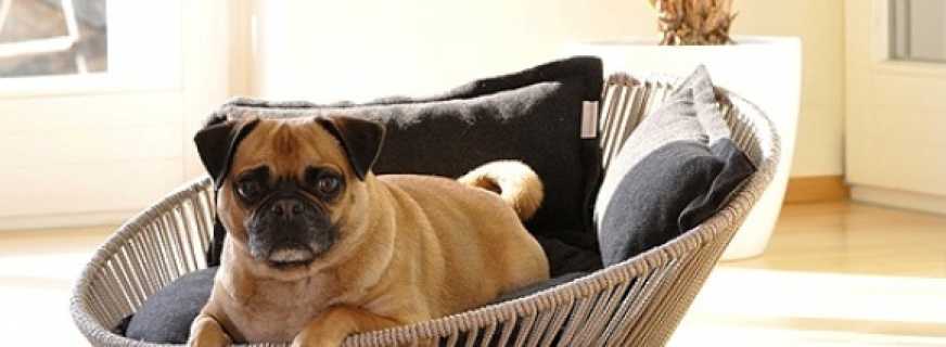 Prezentare generală a celor mai bune paturi pentru câini, principalele criterii de selecție