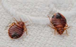 Ways to get rid of furniture bugs, useful tips