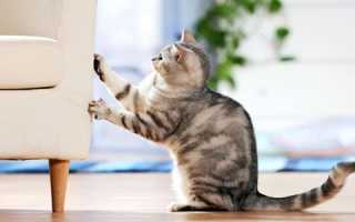 Se un gatto tira carta da parati e mobili, come svezzarlo da questa abitudine