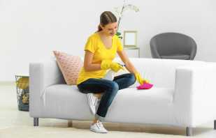 Evde kanepe hızlı ve verimli bir şekilde nasıl temizlenir, ipuçları