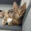 Come rimuovere l'odore di urina di gatto da un divano, metodi popolari