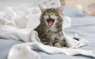 Što učiniti ako mačka počne puzati po krevetu, mogući su razlozi